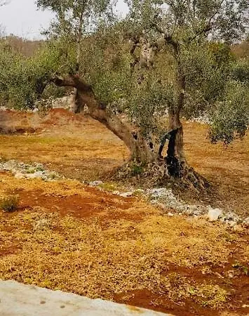 Trullo Paradiso Degli Ulivi Ferienhaus Ceglie Messapica